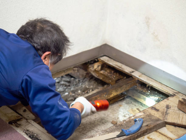 Best Emergency Mold Removal  in Bacliff, TX