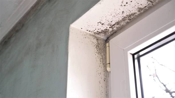 Trusted Bacliff, TX Mold Removal Experts