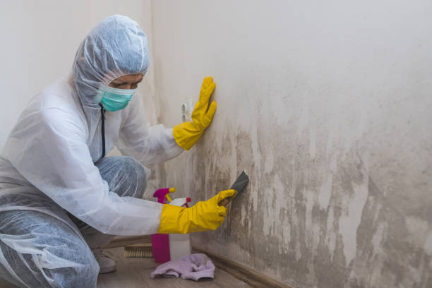 Best Professional Mold Removal  in Bacliff, TX