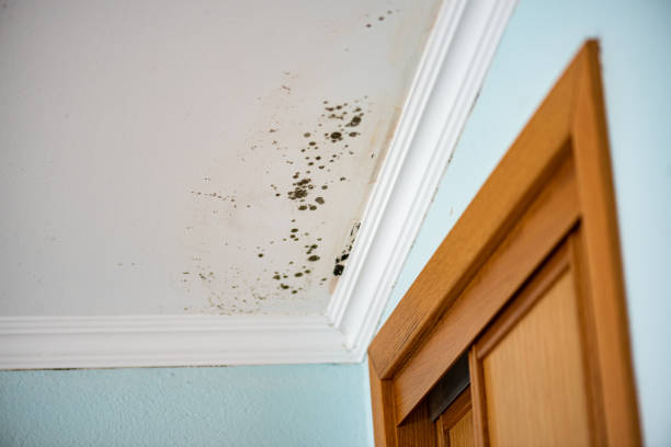 Best Black Mold Removal  in Bacliff, TX