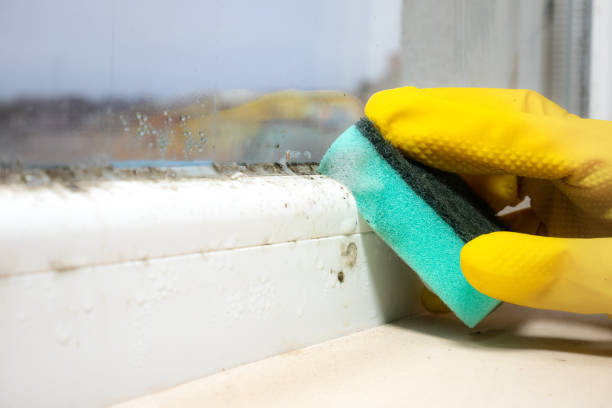 Best Mold Removal Company Near Me  in Bacliff, TX