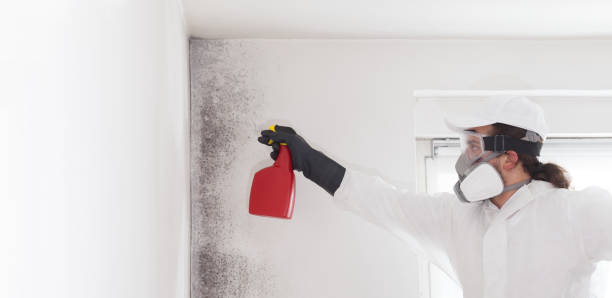Best Certified Mold Removal  in Bacliff, TX