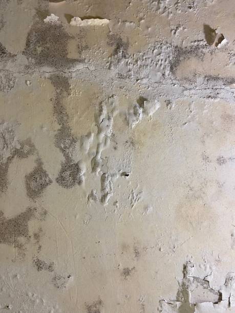 Best Best Mold Removal Companies  in Bacliff, TX