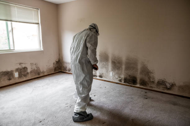 Best Emergency Mold Removal  in Bacliff, TX