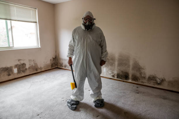 Best Home Mold Removal  in Bacliff, TX