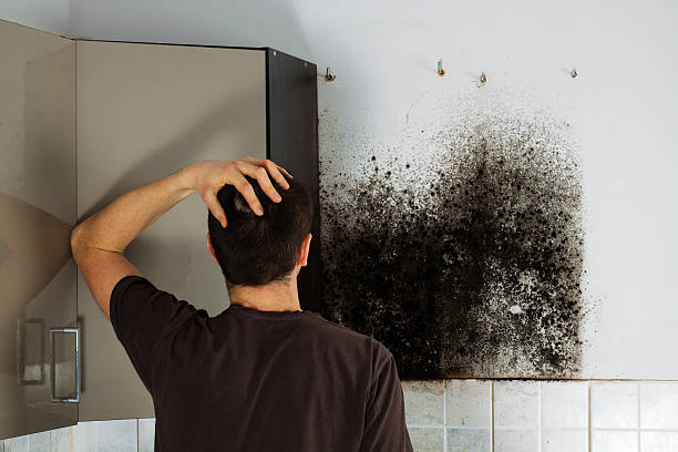Best Mold Remediation Experts  in Bacliff, TX