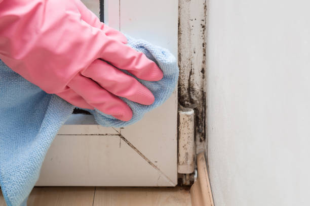 Mold Testing and Removal in Bacliff, TX