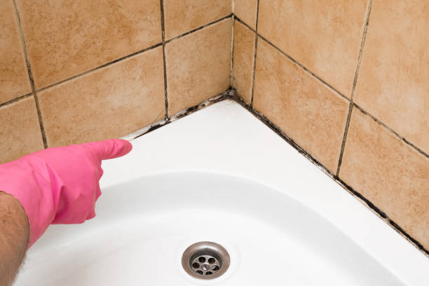 Best Affordable Mold Removal  in Bacliff, TX
